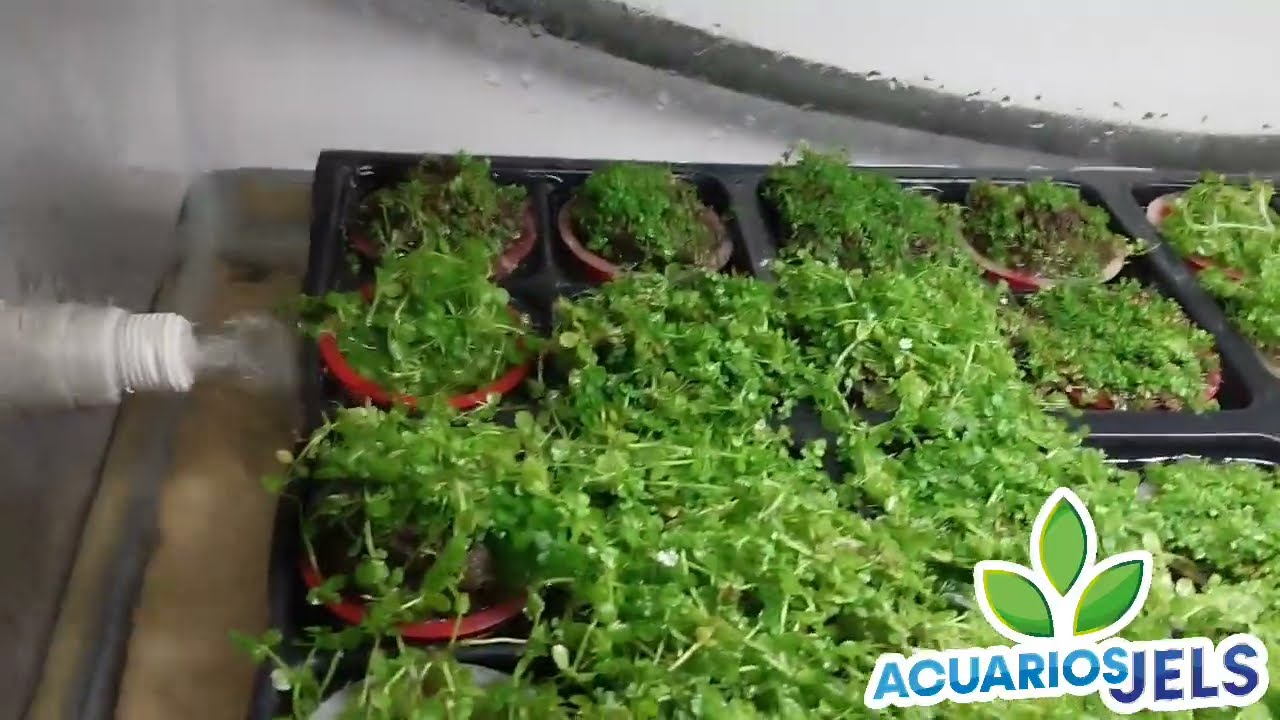 cultivo emergido de plantas acuáticas