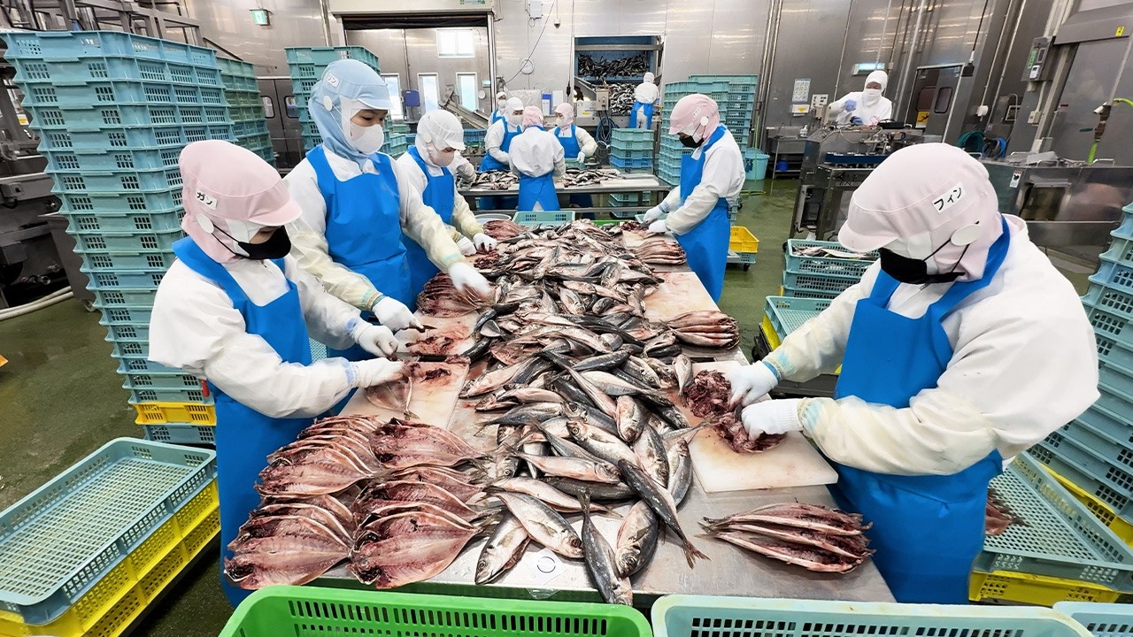 40,000 Pieces a Day. Inside Japan's Largest Dried Fish Factory