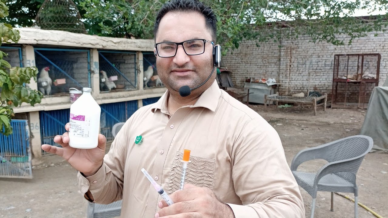 Tips For Gallimune Vaccine: The Best Vaccine For Your Aseels Chicken: My Random Old Video on Vaccine