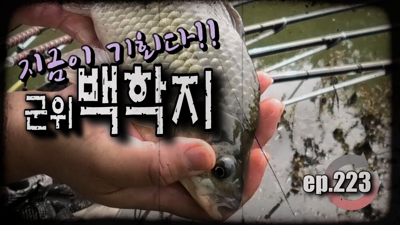 [ep.223] 1년에 몇번 없다!! 지금이 기회...군위 백학지 #백학지 #한방터