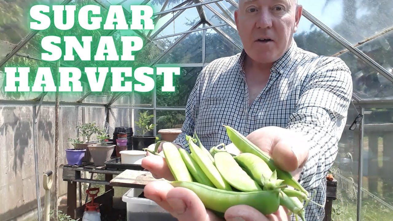 Sugar Snap Pea Harvest [Gardening Allotment UK] [Grow Vegetables At Home ]