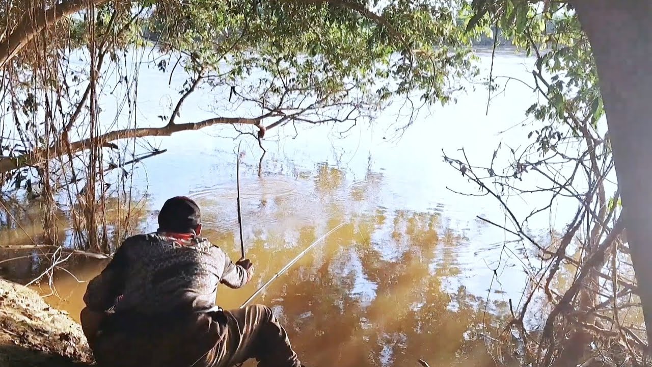 Não acreditei na gigante de tilapia que peguei com esse tamanho de anzol! Pescaria