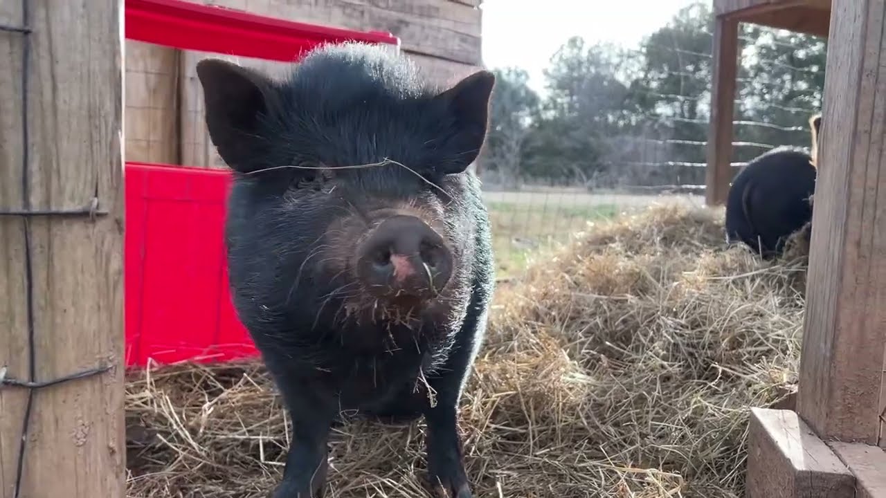 Pigs in the Pecking Order.