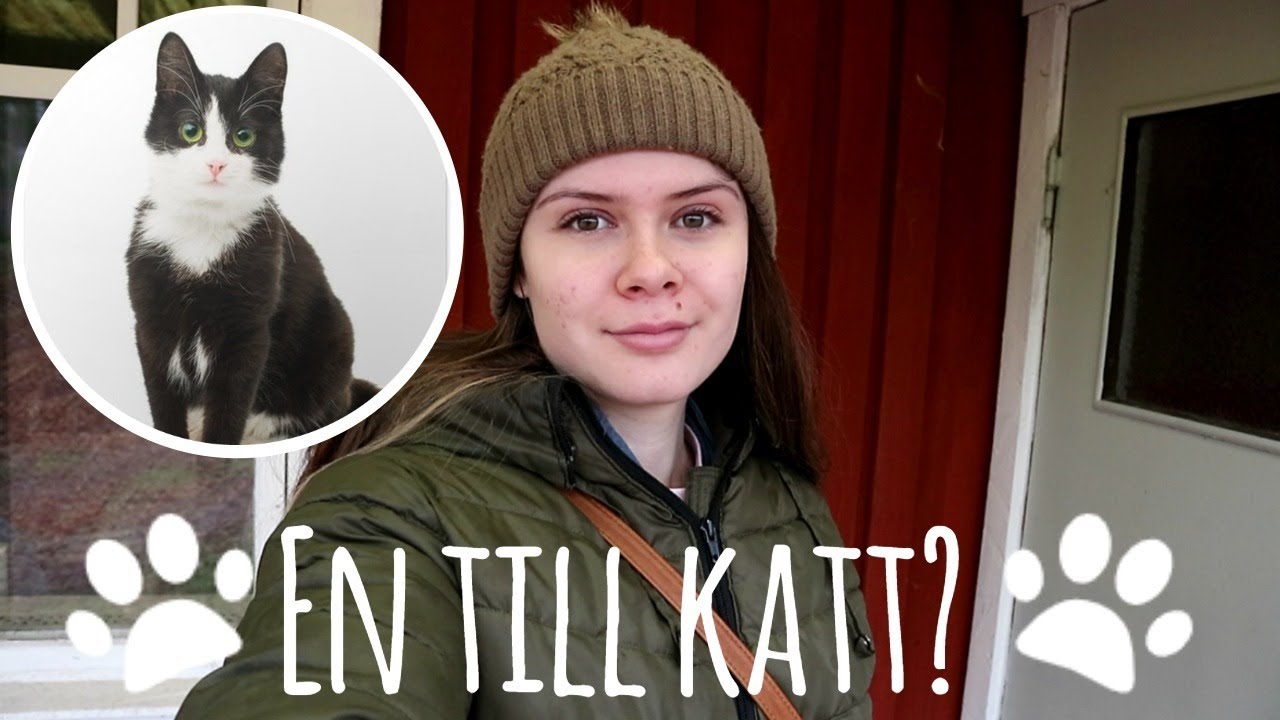 EN TILL KATT? STUG VLOGG