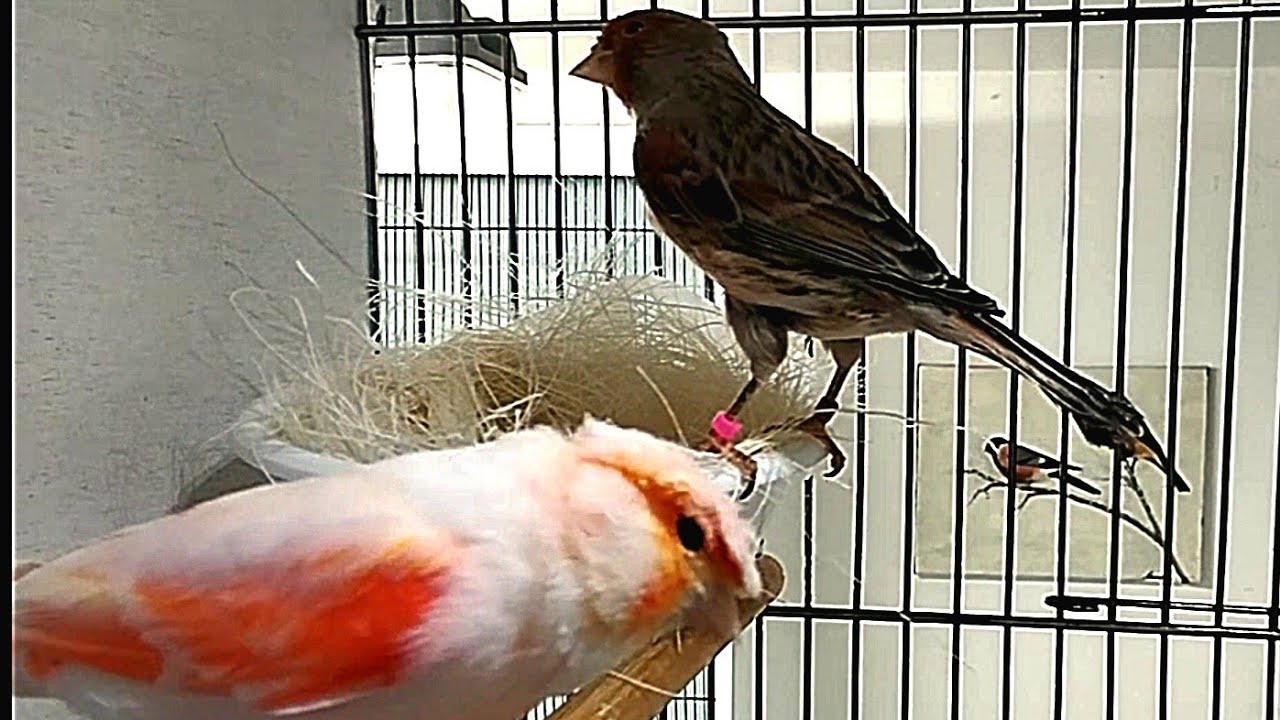 Canary Kanarien Canarios Potuguese Harlequin Kanarya harlekin