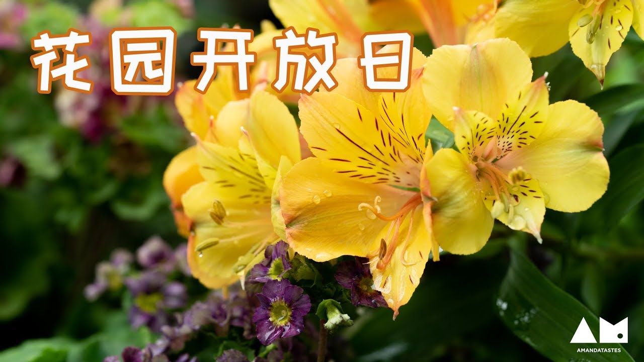 小花园 | 雪白雪白的无尽夏新娘，想娶！【园丁小饭】*4k