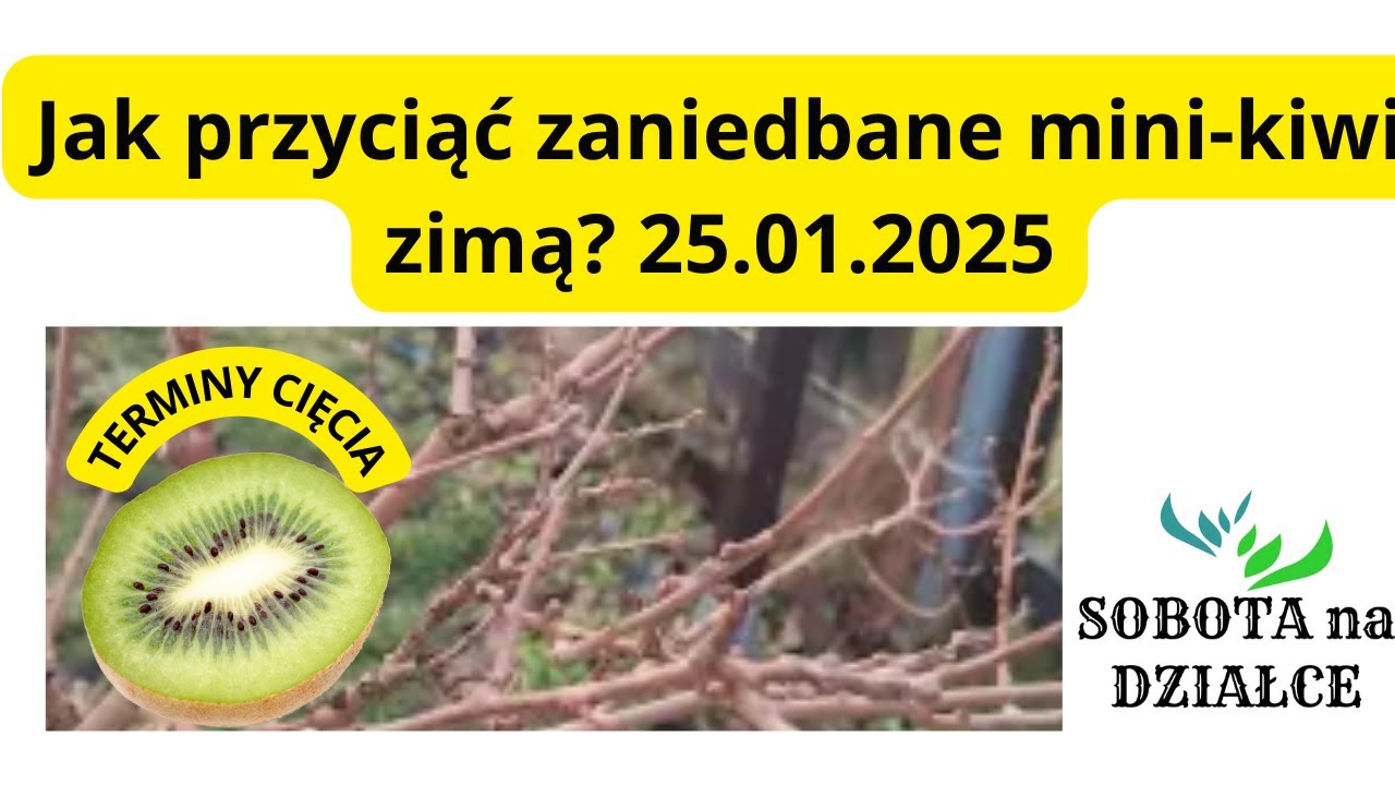 Jak przyciąć zaniedbane mini-kiwi zimą?