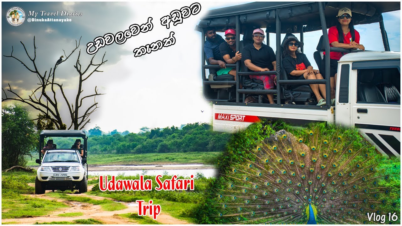 Udawala Safari - Budget Place | උඩවලවෙන් අඩුවට තැනක් සෆාරියත් එක්කම ? Vlog 16