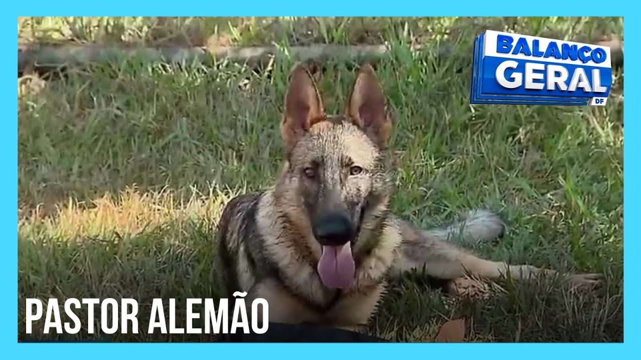 Corpo de Bombeiros ganha quatro cachorros para reforço da equipe | Balanço Geral DF