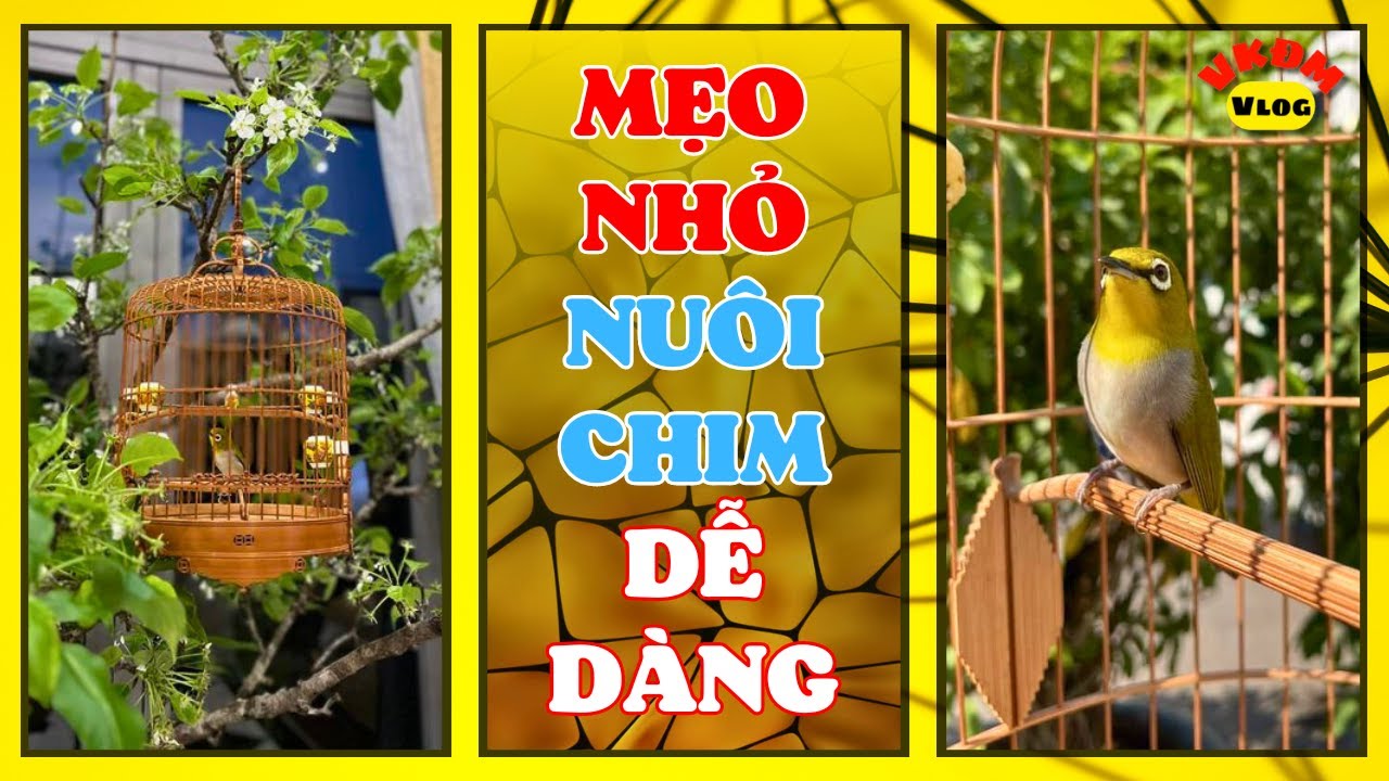 Một vài mẹo nhỏ nuôi chim dễ dàng hơn | VKĐM