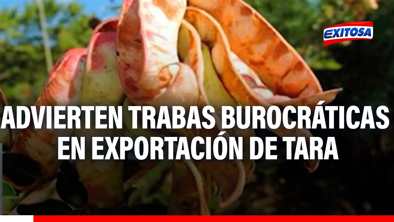 🔴🔵Aumentan exportaciones peruana de tara pero agricultores denuncian trabas burocráticas