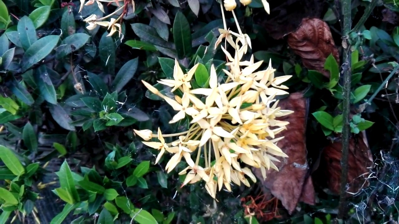 Ixora coccinea