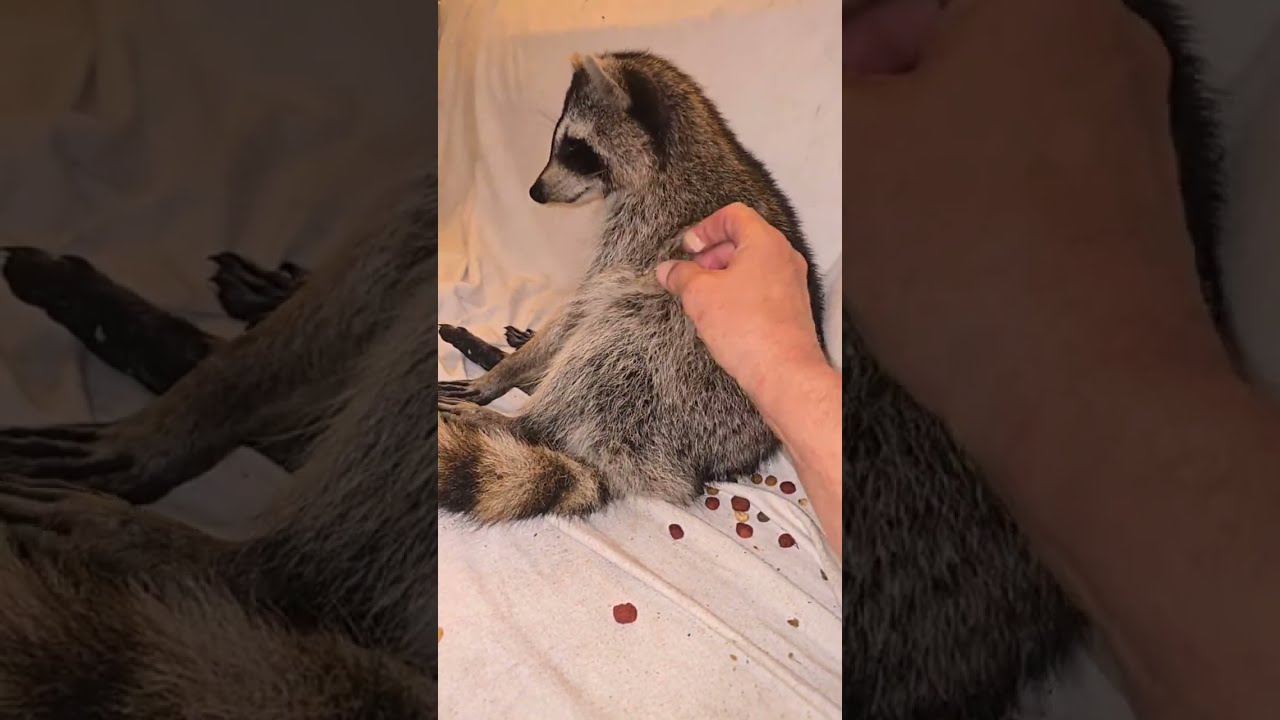 Raccoonland 3-2 Pm Adah Naps & Stuff 
