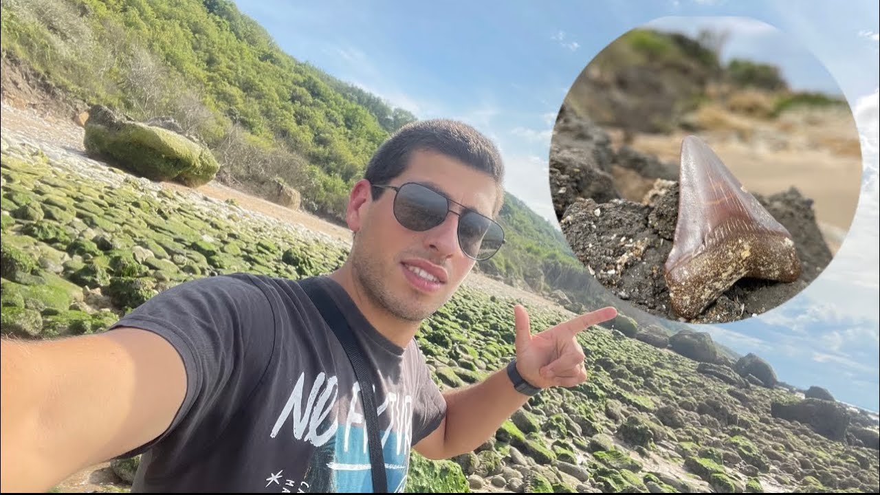 Sur les traces du Megalodon￼￼