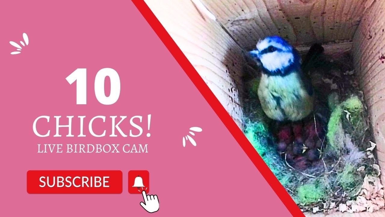 2nd MAY 2023 - We lost a chick LIVE Blue tit Nest Cam