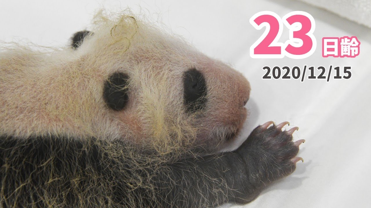 【パンダの赤ちゃん】指の数は何本？（23日齢）
