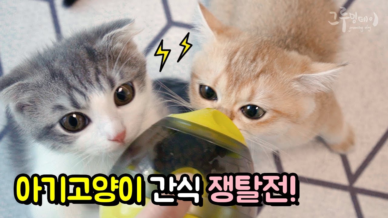 새끼고양이 간식 쟁탈전, 고양이 푸드토이 간식볼 리뷰 (cat vlog)