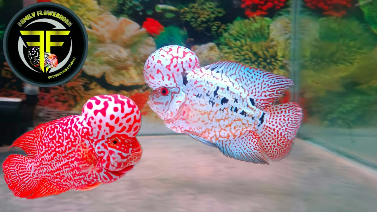 REVIEW IKAN LOUHAN YANG LUAR BIASA KEREN ABIS. CARI IKAN LOUHAN. BUAT KONTES DI SINI TEMPATNYA