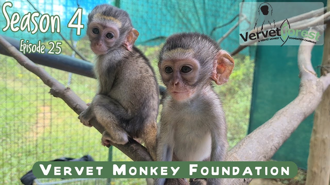 5 baby orphan monkeys arrive, follow up on Pascall and Toni, Fritz, Art and Aurora settle in