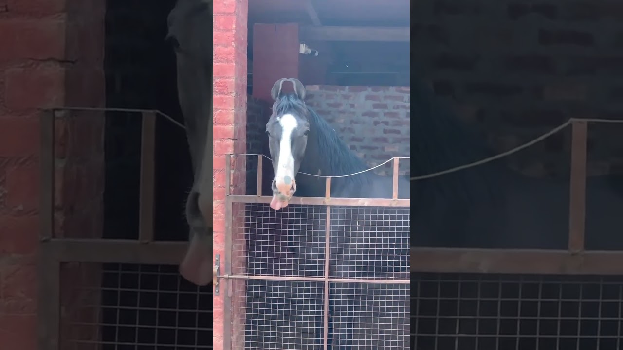 sekhon stud farm bhanni baringa song Raman lakhser