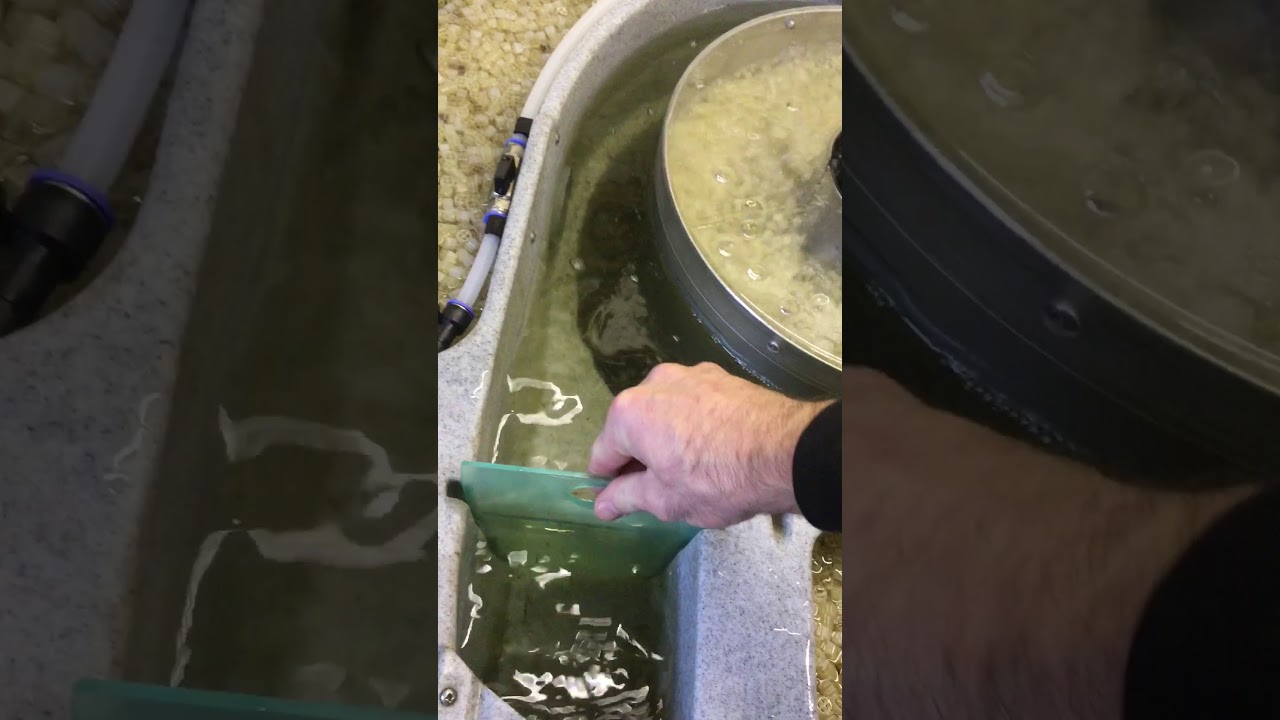 Nexus 220  filter clean evolution aqua koi pond