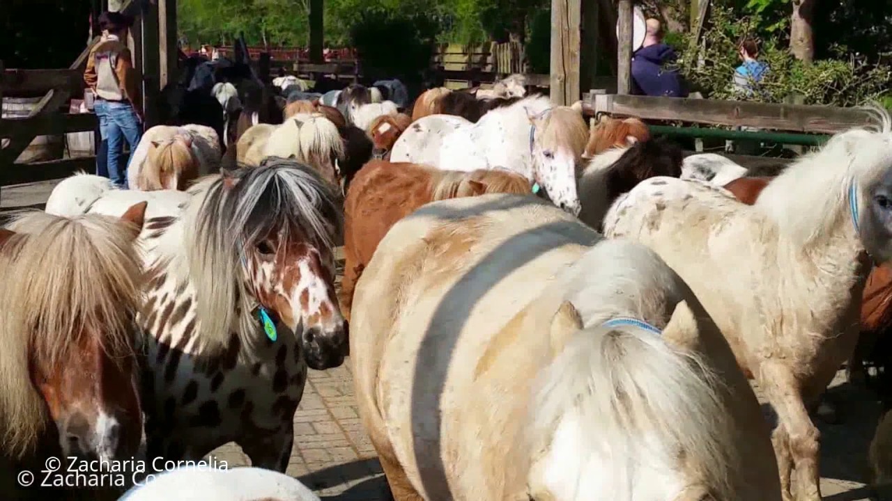 Jochem # 431 ♥ Ponyparkcity - driekleur leopard Appaloosa pony - Lover video !!