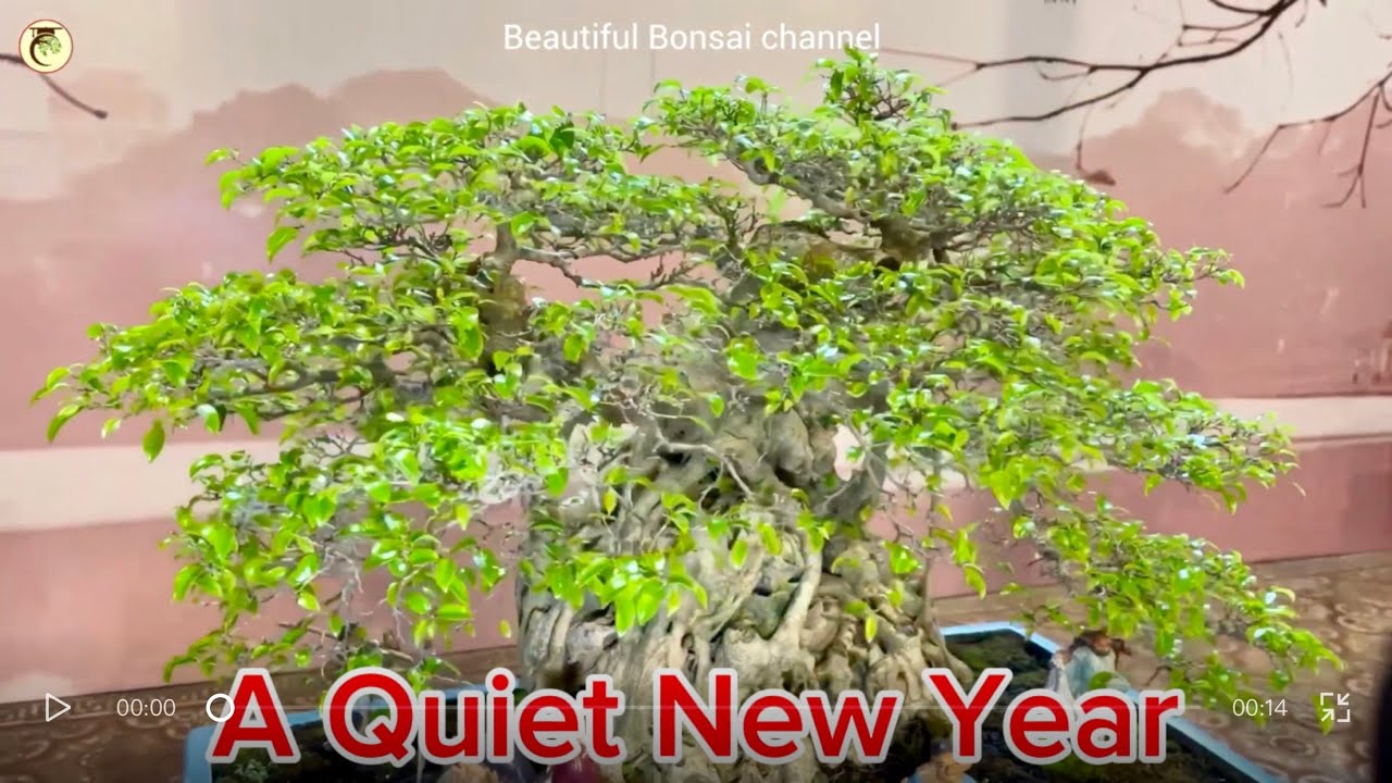 A New Year, A New Tree | The Quiet Beginning of Bonsai