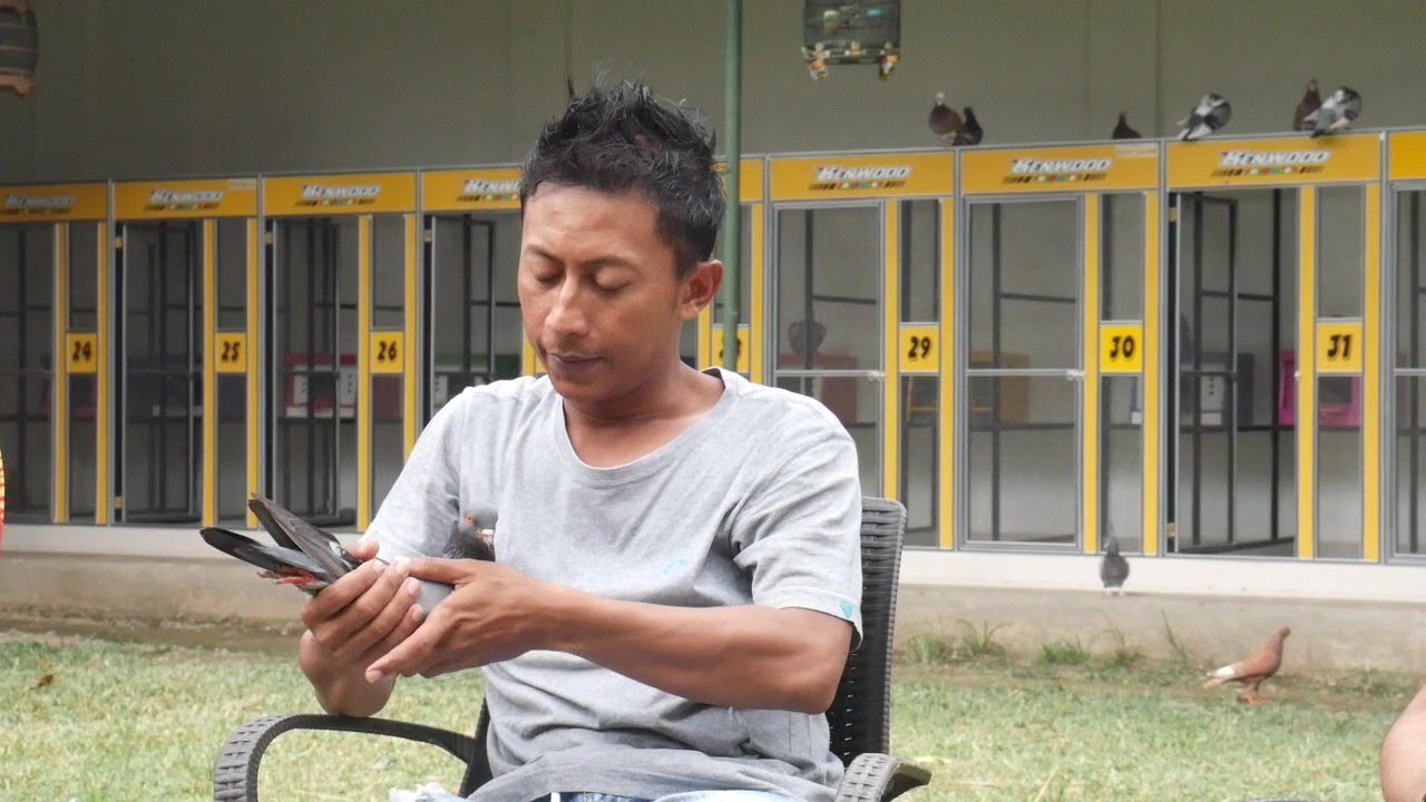 MOMENT MEGA TRANSFER INDUKAN KAKAK TAPAK BUDA KE BEKASI