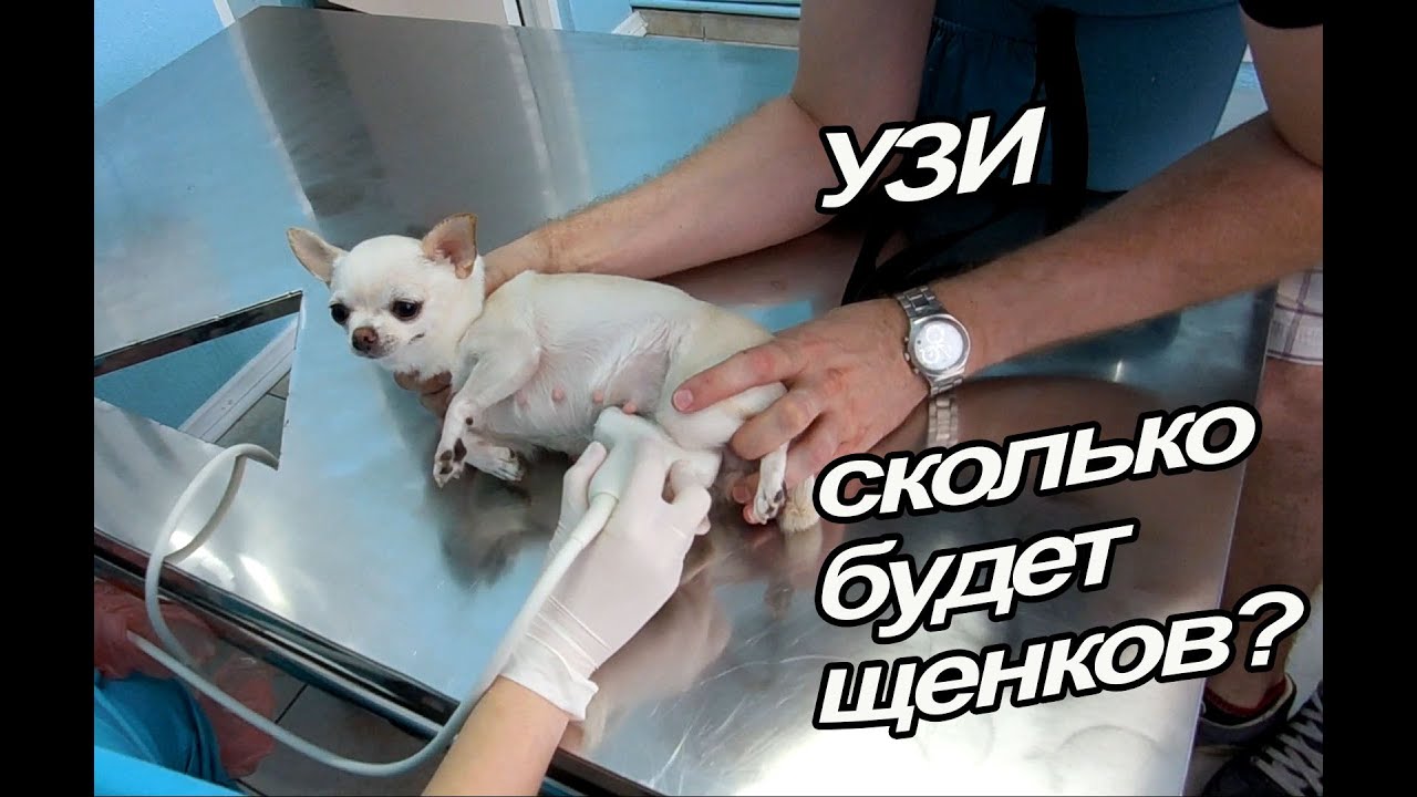 VLOG: С Макой на УЗИ / Шопимся  / Строим Штаб
