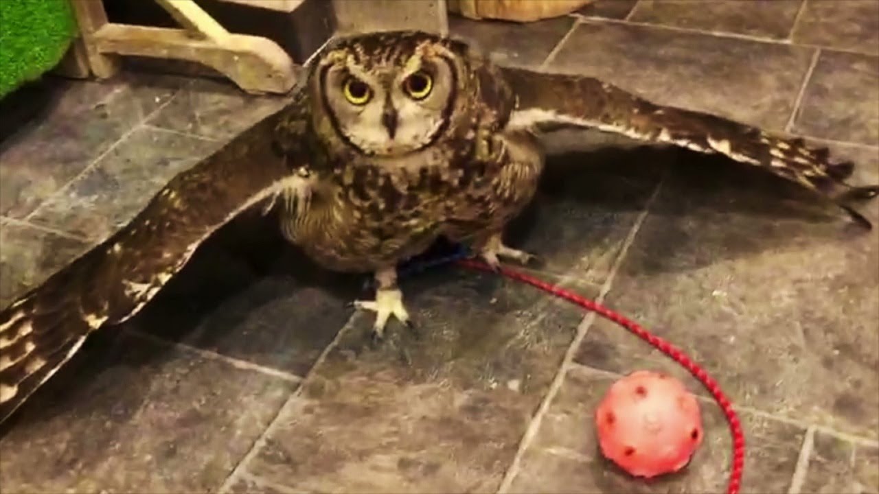 ボールで遊ばないふくろう　　【Owl not playing with the ball】【OWL】
