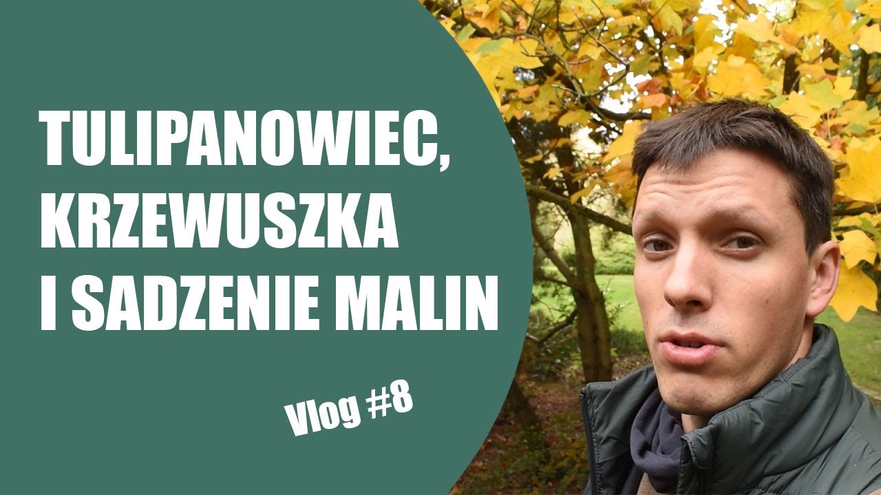Vlog ogrodniczy #8/ Liście, krzewuszka, tulipanowiec i maliny