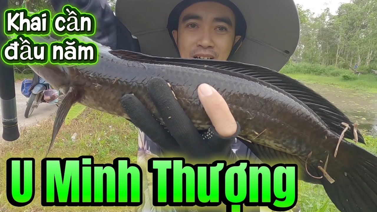 Câu cá lóc U Minh Thượng đầu năm, anh em trúng lớn. TTR #117