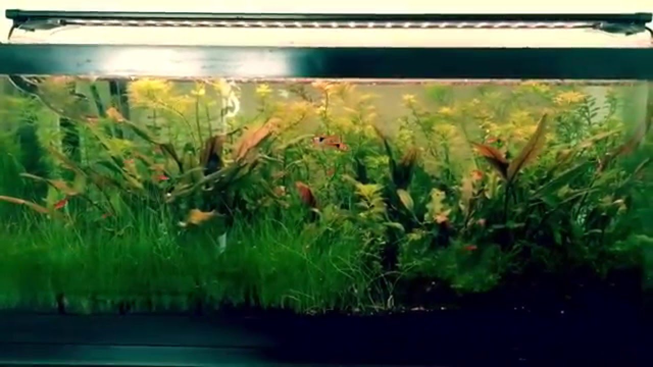 Finnex Planted Plus 24/7 LED light (review)