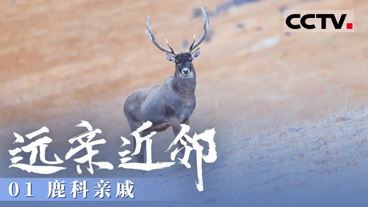 《远亲近邻》01 鹿科亲戚：鹿科动物的千年演化史诗 它们竟然拥有共同的祖先【CCTV纪录】