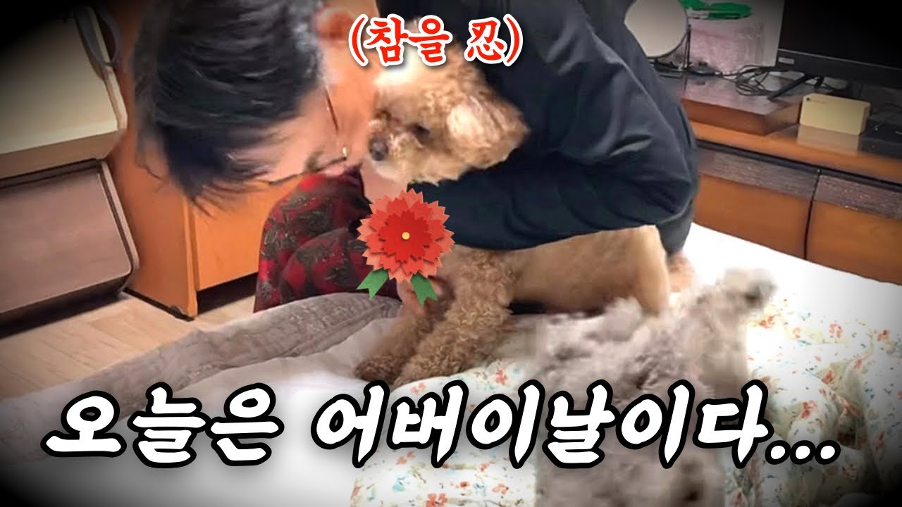 잘 키운 강아지 열 아들 안 부럽다