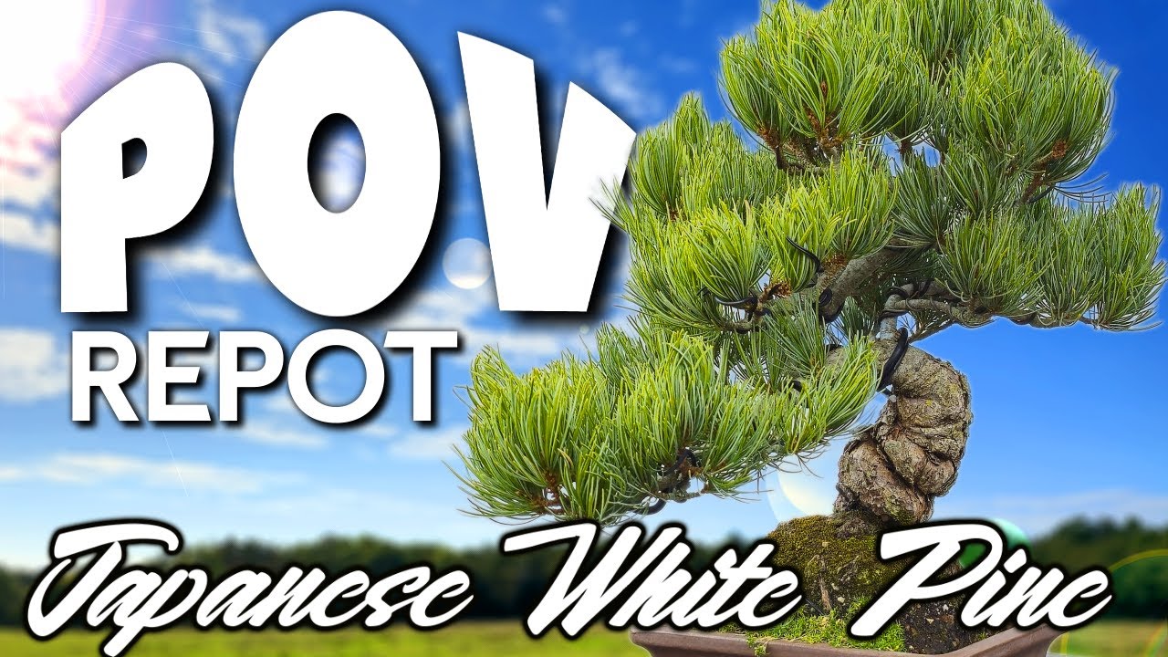Japanese White Pine Bonsai - POV full Repotting