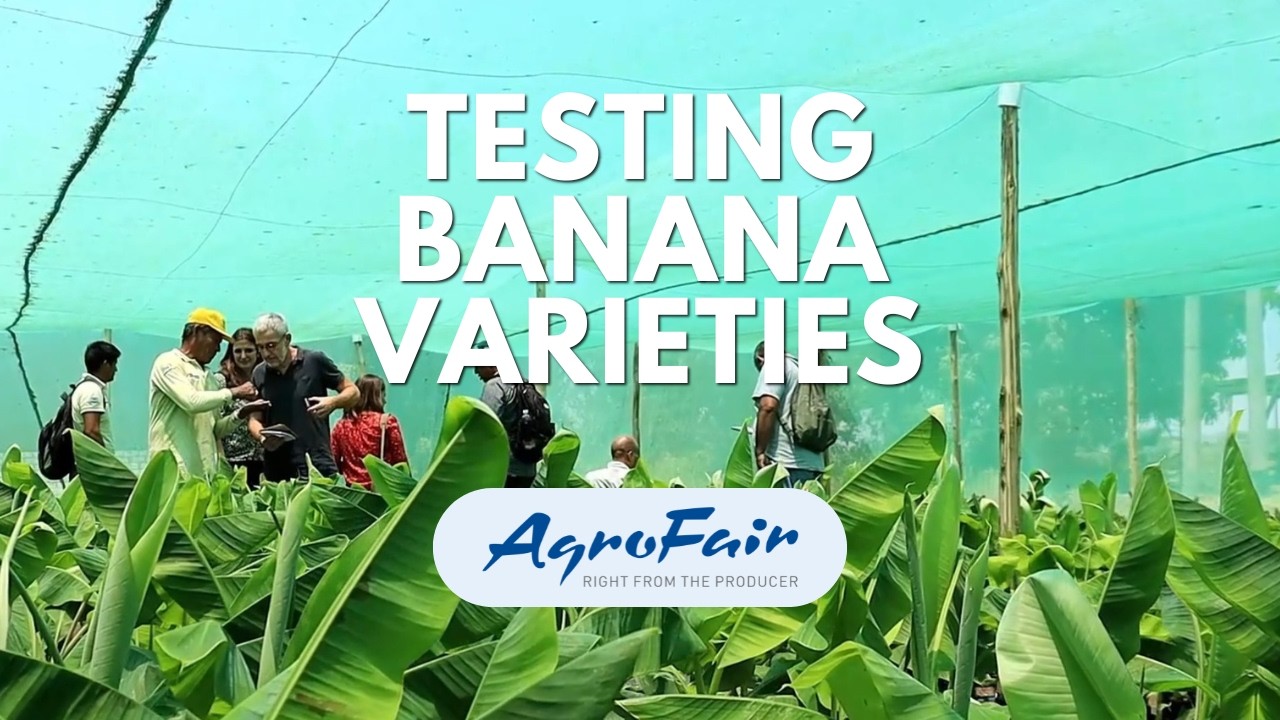 Testing Banana Varieties That Can Beat TR4 | Peru