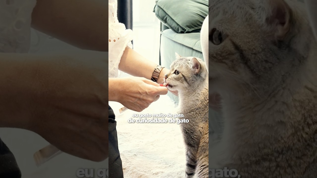 Do desemprego para um neg&oacute;cio rent&aacute;vel com gatos [#PodGuiaZN] #shorts