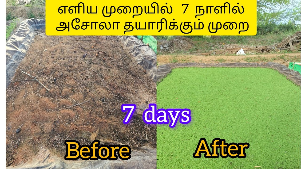 Asola valarpathu eppadi asola valarpu murai Tamil. Asola. அசோலா. எளிய முறையில் அசோலா வளர்ப்பு