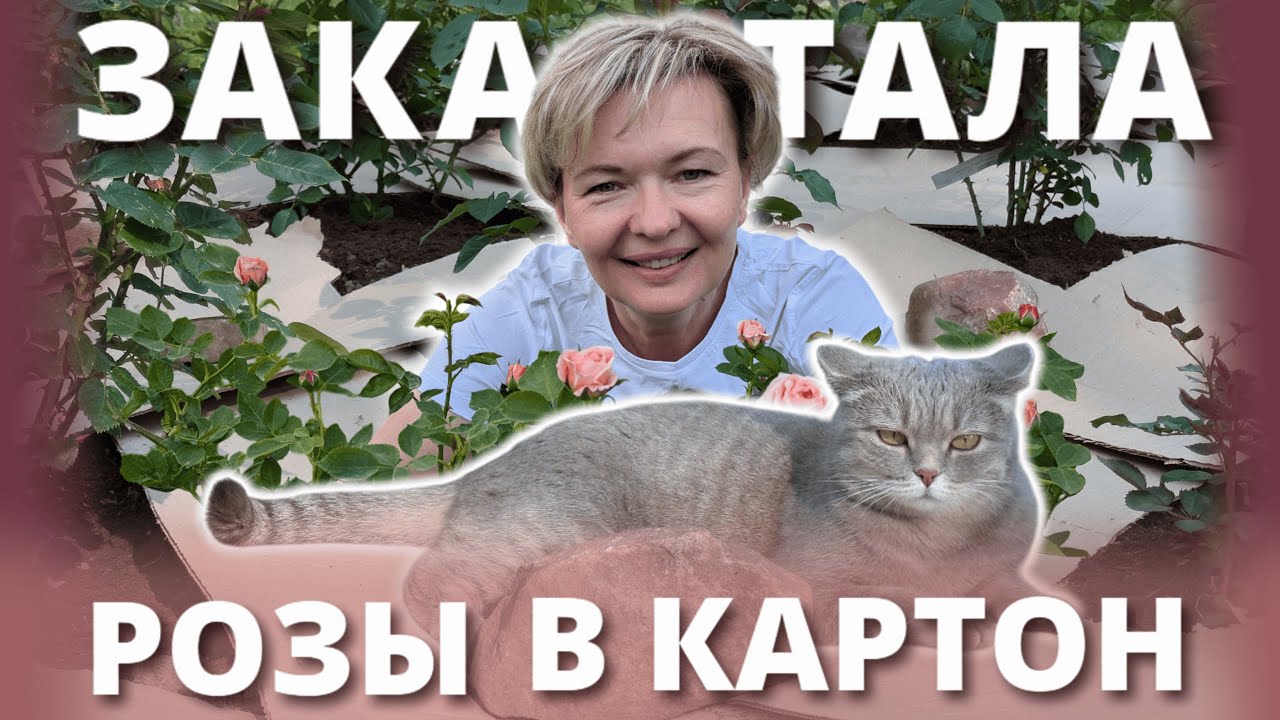 РОЗЫ БЕЗ СОРНЯКОВ. Новая попытка уменьшить себе работу.