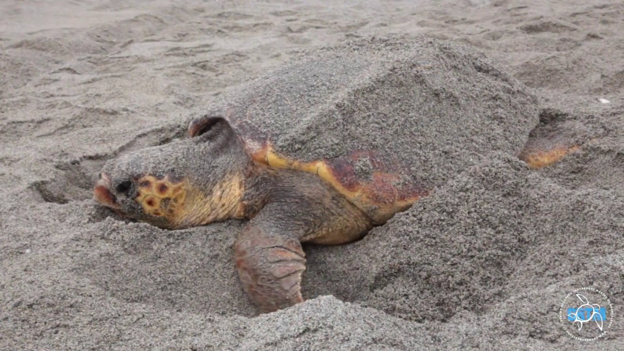 Deposizione di Caretta caretta in Calabria
