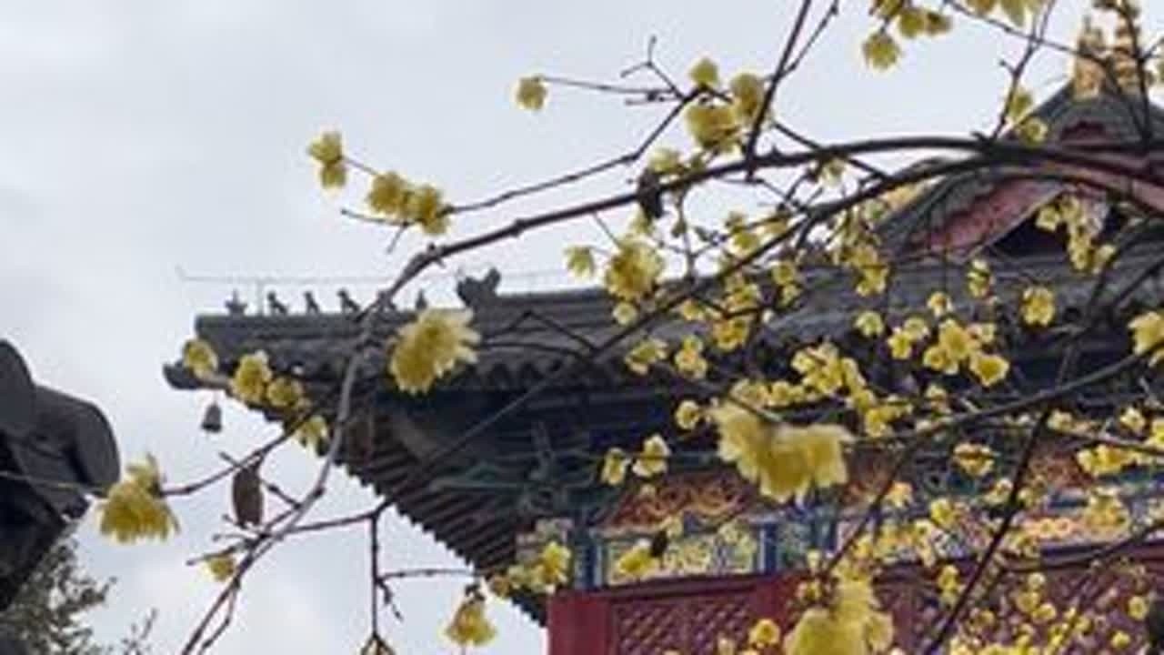 前两天看抖音上别人拍的松江广富林文化遗址里的腊梅开的蛮好看的，今天休息了也来打个卡，果真没有让我失望，开的太美了，而且和仿古建筑一起拍就显得更美了，特别舒服，推荐推荐。😄😄😄（视频拍摄于2...