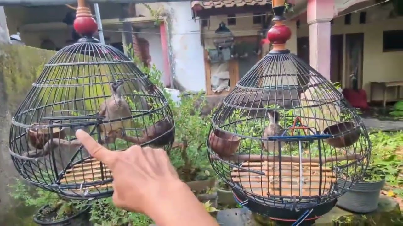 Burung koak kaok jenis,jantan betina dan cara menjinakannya