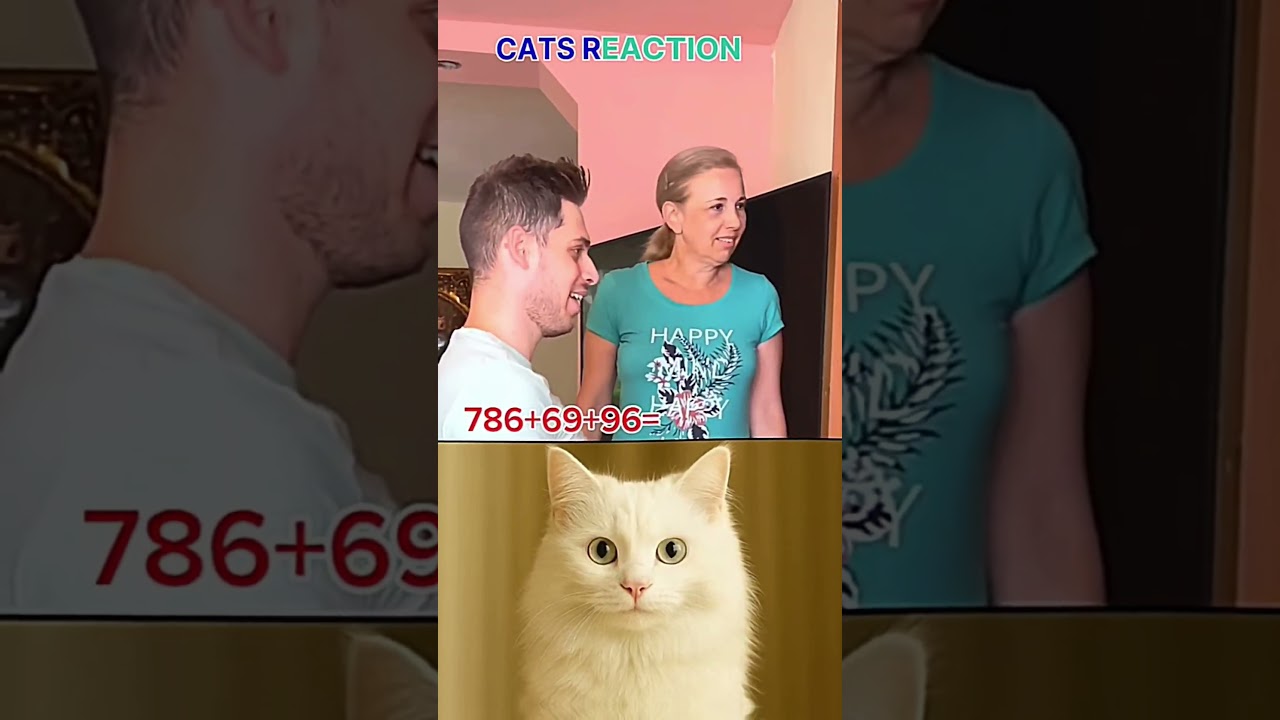what couple seen 🤔#funnycats #trendingshorts