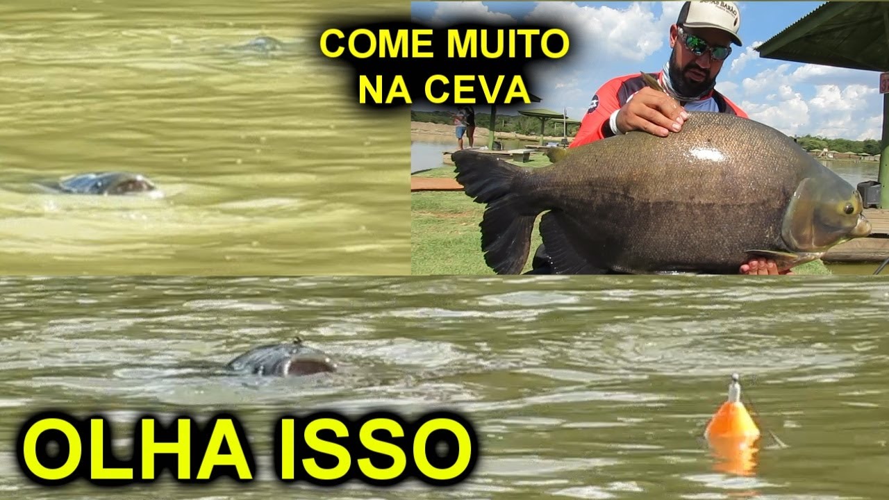 NUNCA VI PEIXES COMENDO ASSIM NA CEVA / PESQUEIRO DO TONHÃO