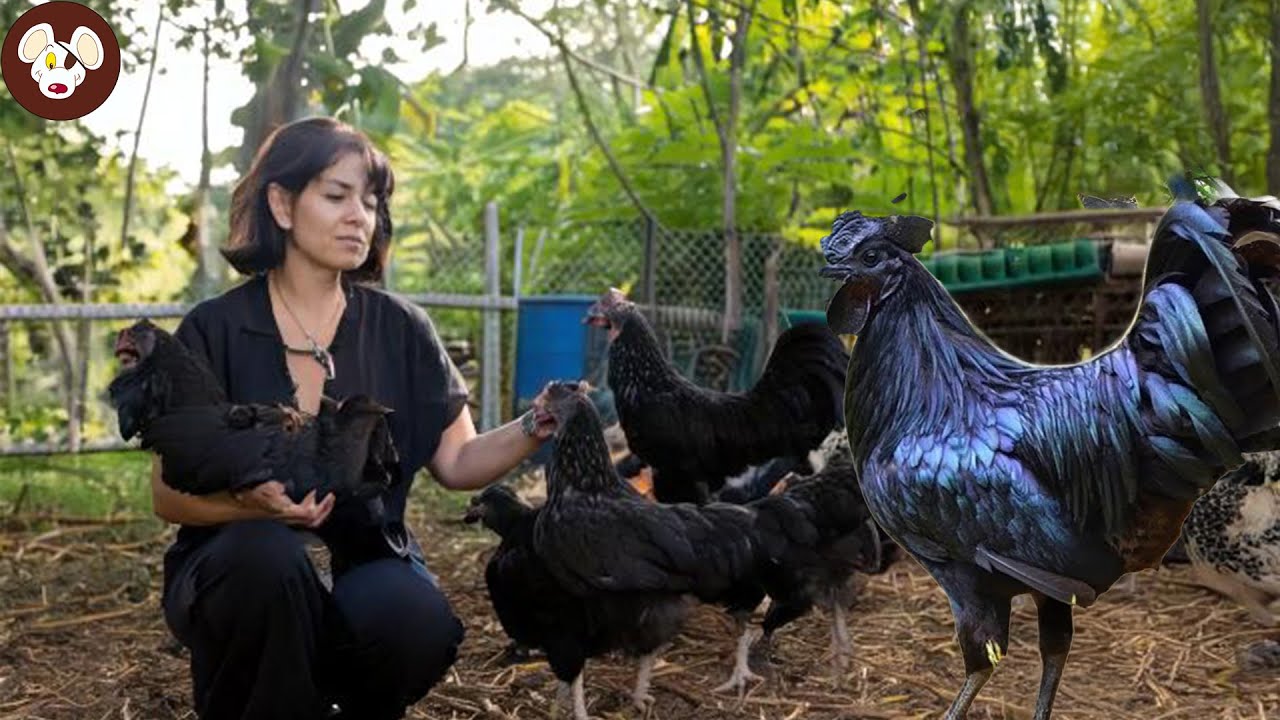 Ayam Cemani – The Most Expensive Chicken Breed in the World! Why Is It So Expensive?