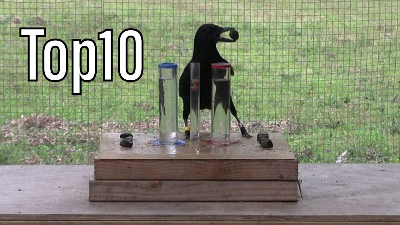 Dünyanın ən ağıllı 10 heyvanı