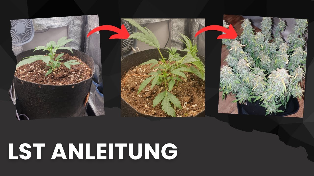 Erh&ouml;he deine Cannabis Ernte mit dieser LST Methode!