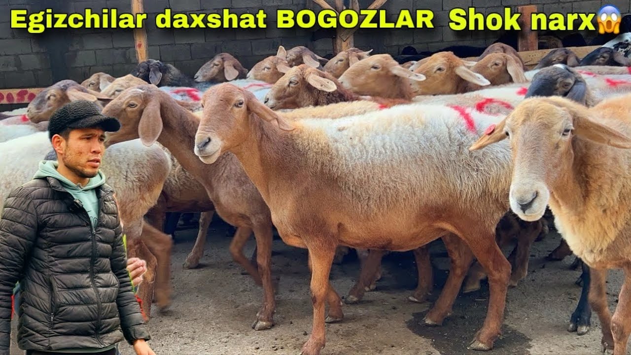 ILHOMJONDAN SHOK! 😱 ARASHAN BOGOZ + EGIZCHI QOYLAR🇰🇬
