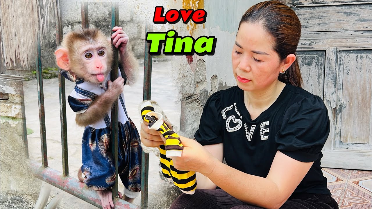 Mom remembers the happy and sad memories of taking care of Tina the monkey